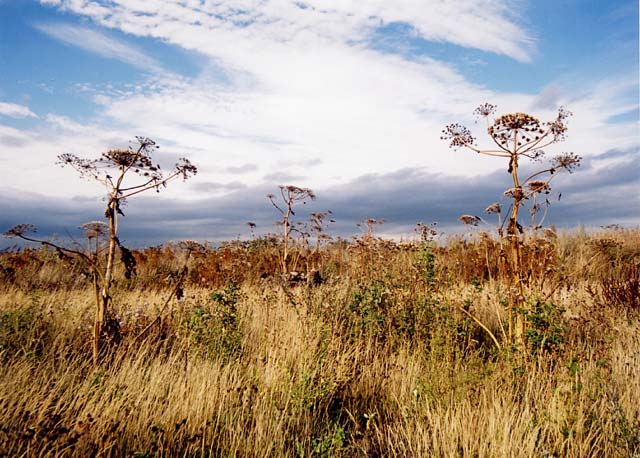 Edinburgh Waterfront  -  Giant Hogweeds in Western Harbour  -  14 September 2003