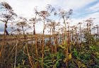 Edinburgh Waterfront  -  Giant Hogweeds and Western Breakwater in Western Harbour  -  14 September 2003