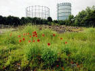 Edinburgh Waterfront  - Gasometers and Poppies  -  30 June 2004