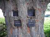 Memorial Plaque to Tom Curr, embedded in a tree at Lilliesleaf, near Melrose, in the Scottish Borders