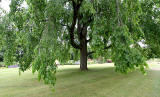 Tree in Holyrood Palace Gardens  -  June 2010