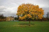 Inch Park  -  Trees in Autumn  -   October 2005