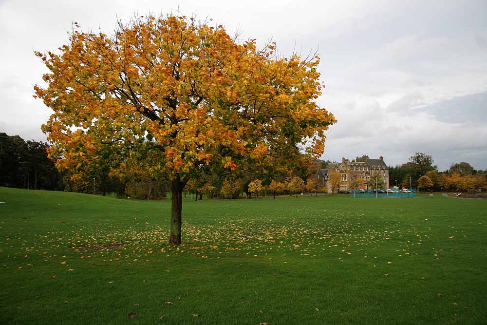 Tree near the SW corner of Inch Park