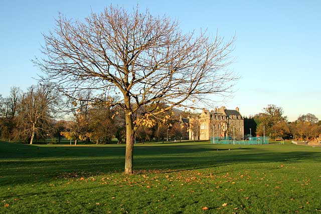 Tree near the SW corner of Inch Park