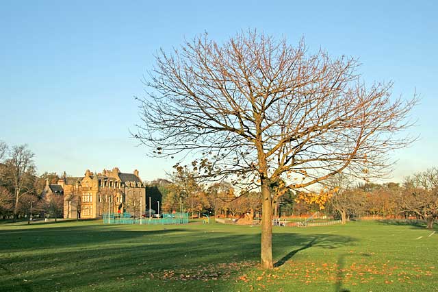 Tree near the SW corner of Inch Park