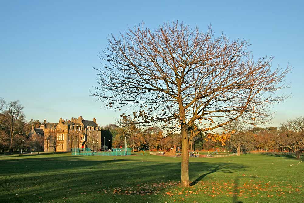 Sycamore Tree near the SW corner of Inch Park