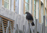 Harris Hawk being used to control the nesting of pigeons at the Scottish Parliament, Edinburgh