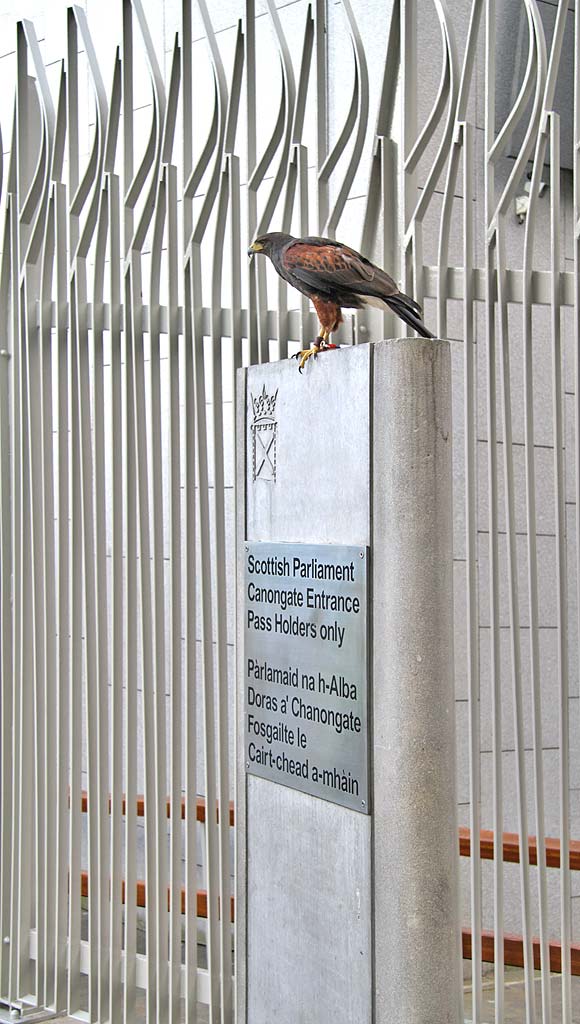 Harris Hawk being used to control the nesting of pigeons at the Scottish Parliament, Edinburgh