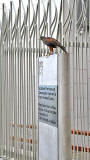 Harris Hawk being used to control the nesting of pigeons at the Scottish Parliament, Edinburgh