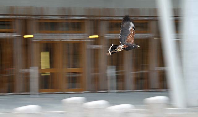 Harris Hawk being used to control the nesting of pigeons at the Scottish Parliament, Edinburgh