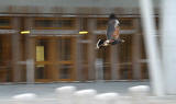 Harris Hawk being used to control the nesting of pigeons at the Scottish Parliament, Edinburgh