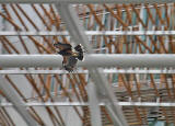 Harris Hawk being used to control the nesting of pigeons at the Scottish Parliament, Edinburgh
