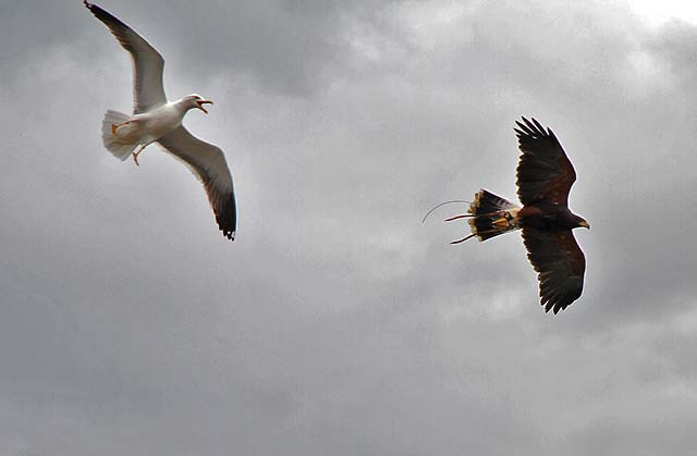 Harris Hawk being used to control the nesting of pigeons at the Scottish Parliament, Edinburgh