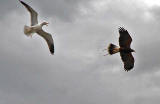 Harris Hawk being used to control the nesting of pigeons at the Scottish Parliament, Edinburgh