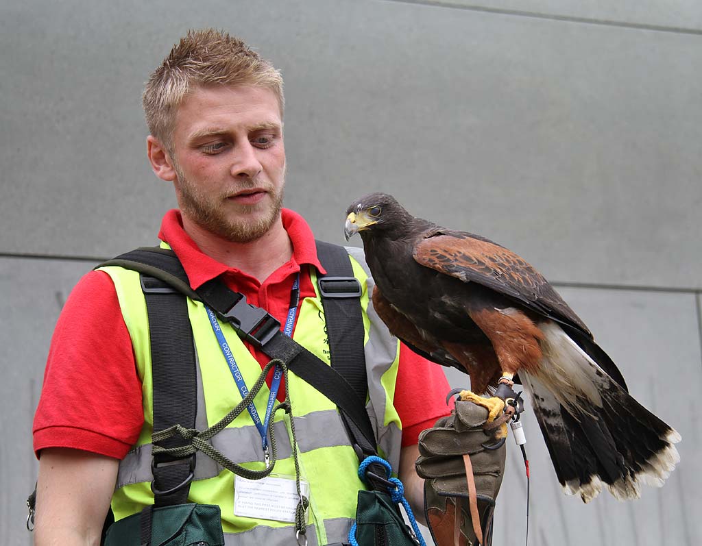 Harris Hawk being used to control the nesting of pigeons at the Scottish Parliament, Edinburgh