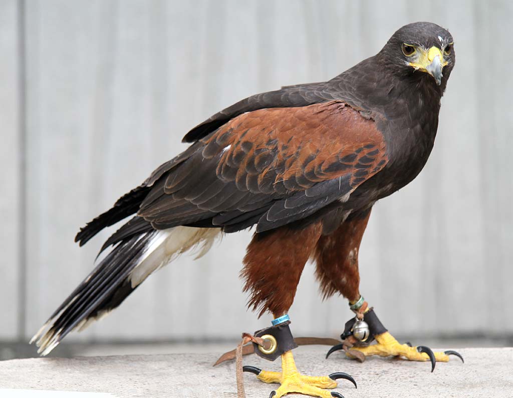 Harris Hawk being used to control the nesting of pigeons at the Scottish Parliament, Edinburgh