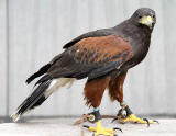 Harris Hawk being used to control the nesting of pigeons at the Scottish Parliament, Edinburgh