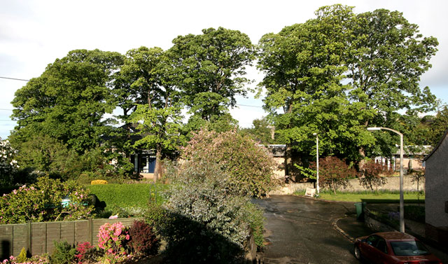 View from the west, looking towards St Columba's Hospice and sopme of the trees in the grounds.