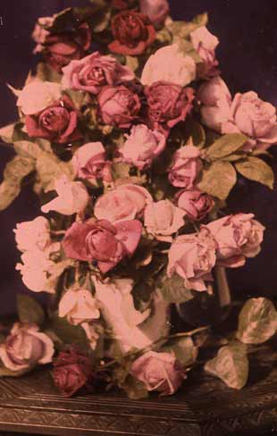 Autochrome - flowers