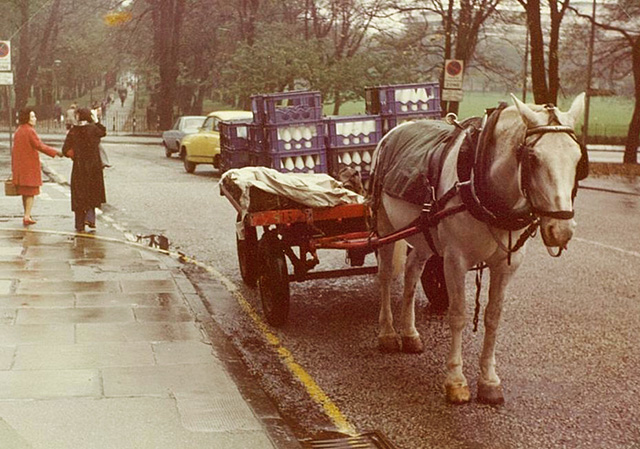 St Cuthbert's Milk Horse and Cart - Melville Drive 1976