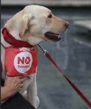 Photos taken in Edinburgh on voting day in the  Scottish Indepemdence Referendum on 18 September 2014  -  Outside the Scottish Parliament