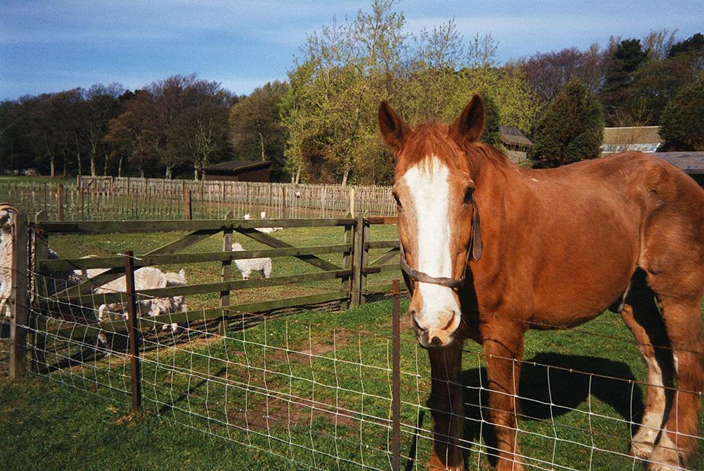 Ginger on the farm at Leven, Fife with John Tait