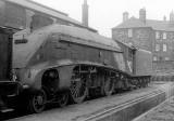 Loco 60027, 'Merlin'  -  Photographed at at St Margaret's Depot, Summer 1964