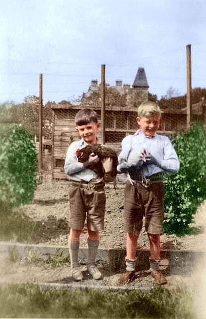 Boys with hens on Buttercup Poultry  Farm, Clermiston, Edinburgh - 1935