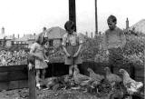 Dorothy and John Addison with chickens at 21 Fillyside Avenue, Portobello - 1941