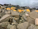 Lichen on the rocks at Granton Shore, Edinburgh 