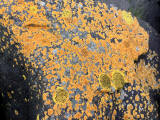 Lichen on the rocks at Granton Shore, Edinburgh 