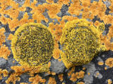 Lichen on the rocks at Granton Shore, Edinburgh 