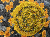 Lichen on the rocks at Granton Shore, Edinburgh 