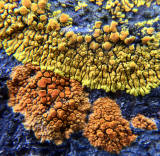 Lichen on the rocks at Granton Shore, Edinburgh 