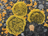 Lichen on the rocks at Granton Shore, Edinburgh 