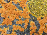 Lichen on the rocks at Granton Shore, Edinburgh 