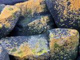 Lichen on the rocks at Granton Shore, Edinburgh 