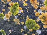 Lichen on the rocks at Granton Shore, Edinburgh 