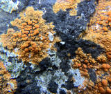 Lichen on the rocks at Granton Shore, Edinburgh 