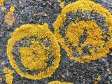 Lichen on the rocks at Granton Shore, Edinburgh 