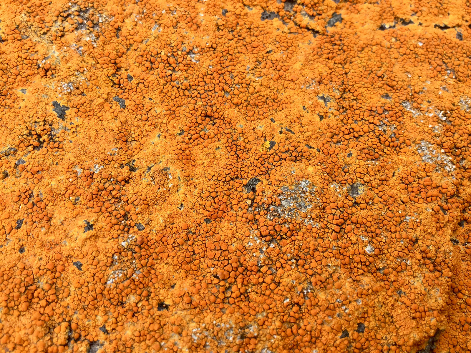 Lichen on the rocks at Granton Shore, Edinburgh 