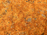 Lichen on the rocks at Granton Shore, Edinburgh 