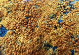 Lichen on the rocks at Granton Shore, Edinburgh 