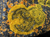 Lichen on the rocks at Granton Shore, Edinburgh 