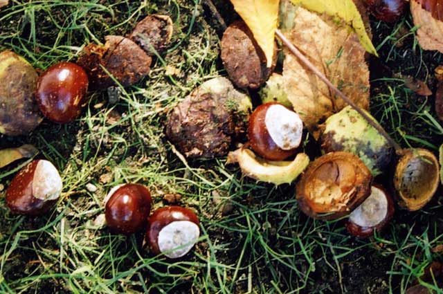 Boston  -  October 2003  -  Fallen conkers at Harvard