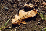 Boston  -  October 2003  -  Oak Leaf and Acorns