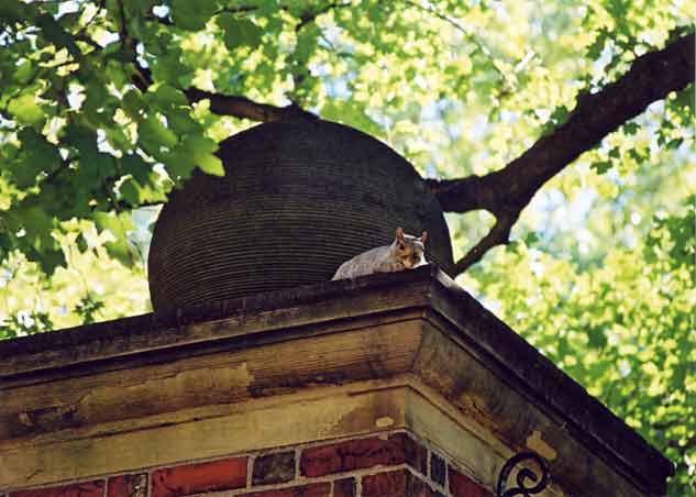 Boston  -  October 2003  -  Squirrel at Harvard