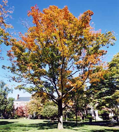 Boston  -  October 2003  -  Tree