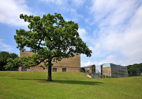 St Bede's Grammar School, Heaton, Bradford, 2013 - Tree in the Grounds