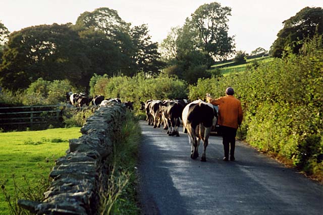 Cows in the Yorkshire Dales - 1